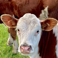 科学饲喂：宾州筛如何将 TMR 一致性转化为实打实的乳脂与利润