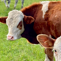饲料加工提高肉牛采食量，育肥效率翻倍！