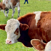 肉牛呼吸道疾病的症状及预防措施