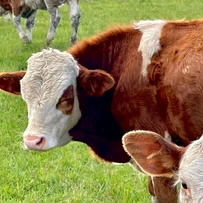 饲料中该不该加脱霉剂，畜禽的表现成绩&ldquo;说了算&rdquo;