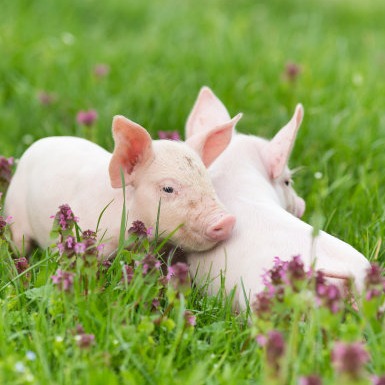 农村养猪常见猪疾病预防及治疗措施