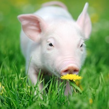 现阶段养猪管理：抓牢4个重点，猪壮少生病