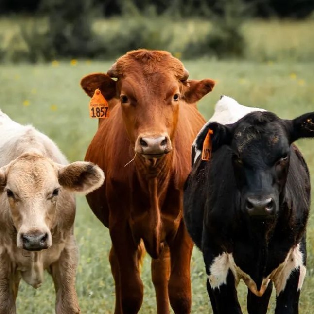 牛羊矿物质缺乏具体表现