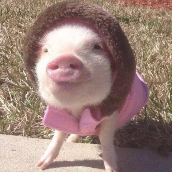 【养猪技术】冬春季养好猪需要注意哪些点？