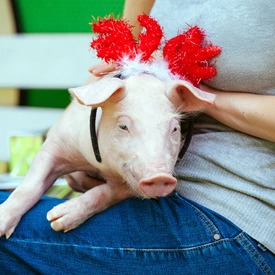能繁母猪调控不达标将暂停奖励！官方修订《生猪调出大县奖励办法》