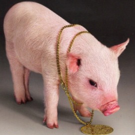 2025养猪补贴全指南：你能申请哪几种？每头猪能拿多少钱？