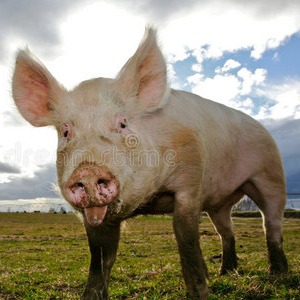 涨！2025年12月10日全国各地最新猪价行情!