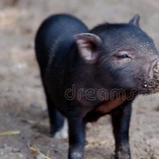 【明日猪价】2025.12.12：猪价大面积上涨！！！