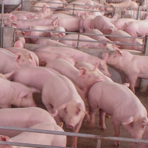 猪身上为什么会发紫？哪些疾病会导致猪发紫？