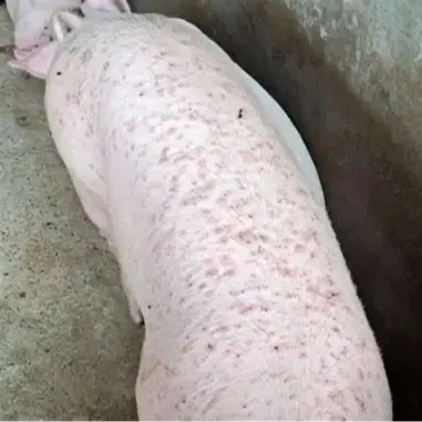 猪身上发白怎么防治