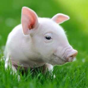 文章推荐丨内蒙古农大经管学院分析不同规模生猪养殖成本收益