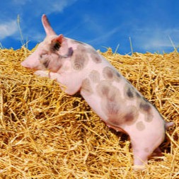 Poultry Science | 常规肉鸡养殖中饲养环境的结构化与丰富化：对行为指标、情绪状态及盲