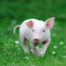 那坡县农业农村局：陆基圆池养殖基地投产 设施渔业助力产业升级