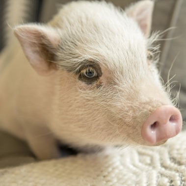 玩转养殖需要智慧、实力和运气