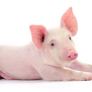 猪价低迷期，养猪人2026年盈利前瞻：政策 + 技术 + 出海三重红利