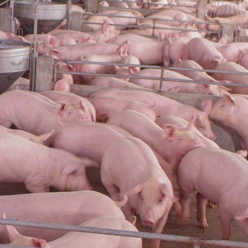 后备母猪首次受孕需要注意的事项