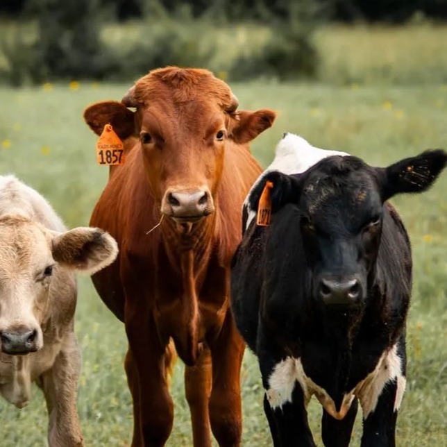 毛乱无光？肉牛消瘦，可能是这个造成的