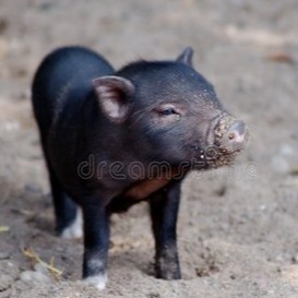 火力全开，猪价上涨&ldquo;拦不住&rdquo;！生猪调运大变天！多省发布生猪调运新规，猪价要变天...