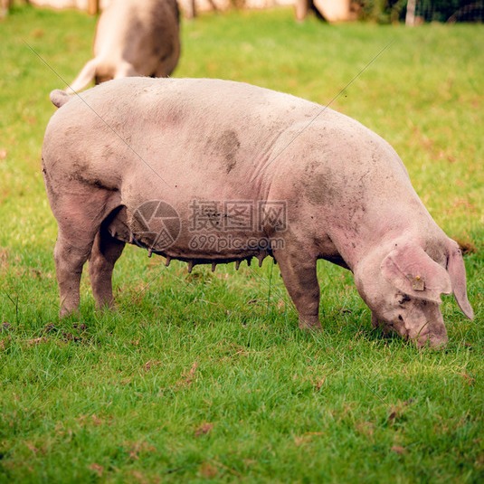 冬季养猪不生病！3个&ldquo;土招&rdquo;，新手也能稳赚！