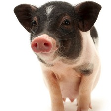 非瘟重创后再崛起：为何越来越多农户选择成为&ldquo;养猪工程师&rdquo;？