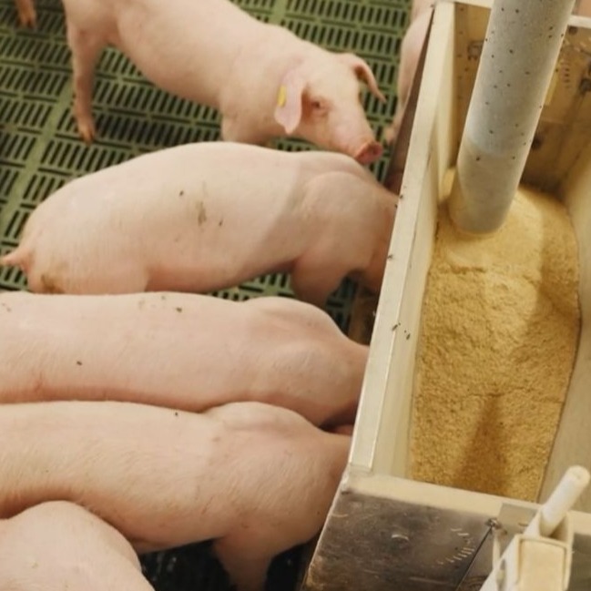 如何降低猪料肉比