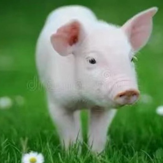 哺乳阶段母猪营养与饲喂管理，从根源阻断仔猪营养性腹泻