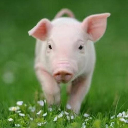 保育猪弱仔成因分析与护理淘汰方案