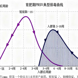 蓝耳病毒在育肥阶段的排毒规律及综合防控策略