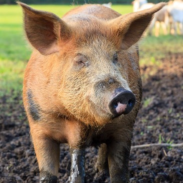 增重！养殖户永远绕不开的话题（养猪篇）
