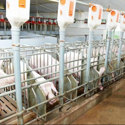 哺乳母猪泌乳少？仔猪易生病？都是饮水不足惹的祸！