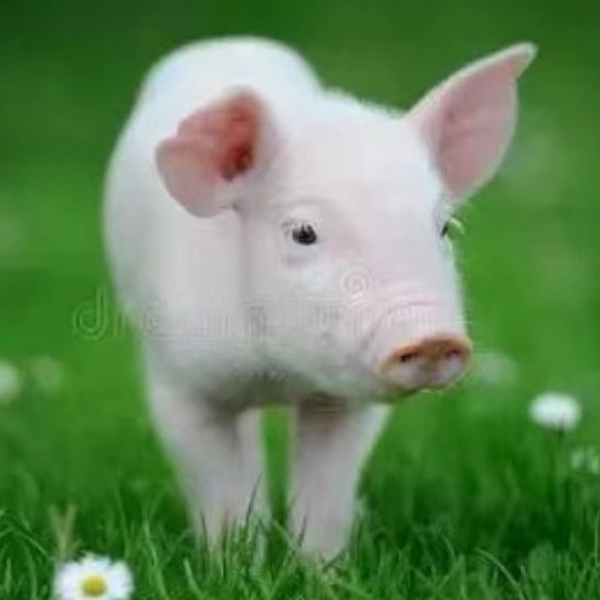 改善肠道的益生菌有哪些