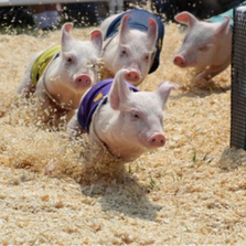 为何是猪场？生态环境部、农业农村部联合发文，聚焦猪场粪污减排！