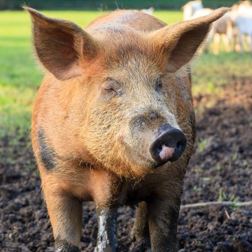 单周暴涨20%！猪价&ldquo;火箭式&rdquo;上涨背后！上市猪企出栏同比大增，巨头竞逐新市场！