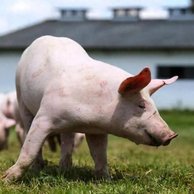 国家发改委 ：生猪养殖亏损283元/头