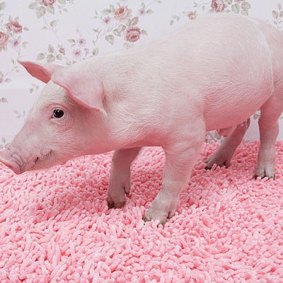 养猪催肥三个小技巧，实用简单效果好！