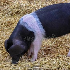 通过降低保育舍夜间温度提高养猪效率，可行吗？