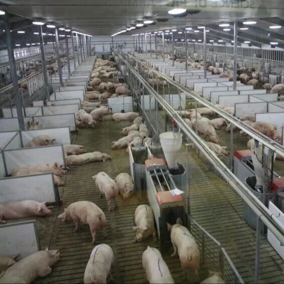 提升猪群免疫力：管理永远优先于添加剂！