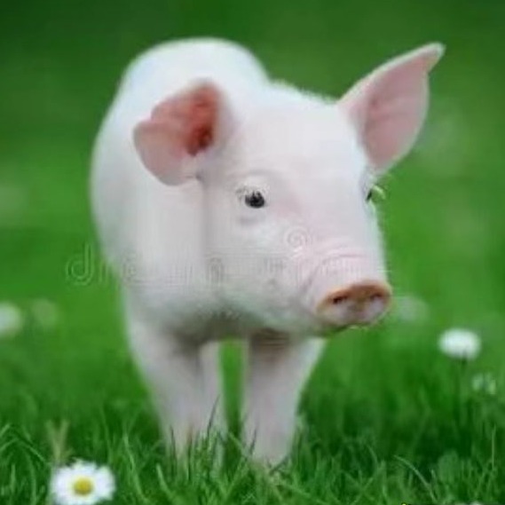 科学使用缩宫素，提升母猪分娩管理效率 