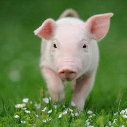 仔猪补铁剂量的科学计算