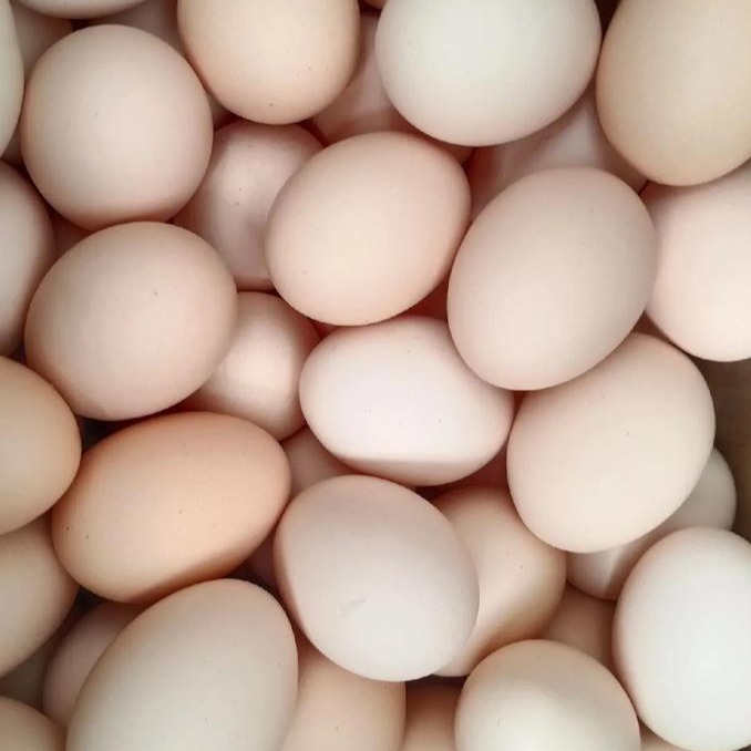 静宁：智慧养殖奏响乡村振兴&ldquo;新牧歌&rdquo;    