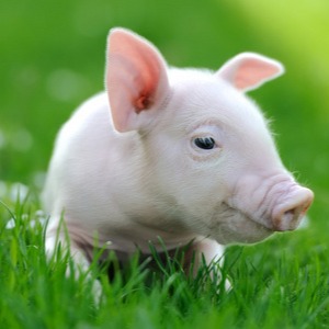 文章推荐丨湖南农业大学沙子岭猪研究院吴买生研究员团队评估分析湘沙猪配套系的繁殖性能