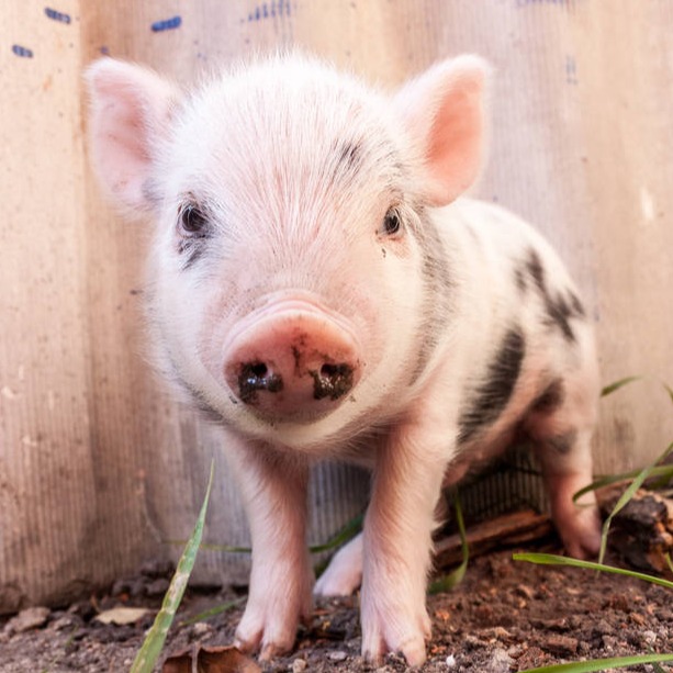 猪市&ldquo;入冬&rdquo;，巨头刹车、散户离场&hellip;&hellip;生猪养殖如何破局？