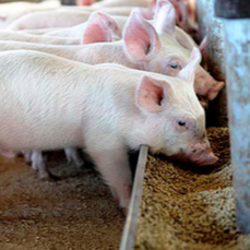 猪饮水不足会导致什么后果？