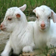 冬季羔羊维生素D缺乏症的预防及治疗