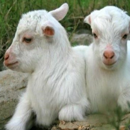 冬季羔羊要如何管理？你做对了吗？