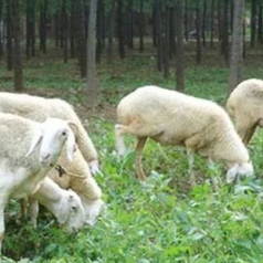 哪些因素会导致母羊不孕？