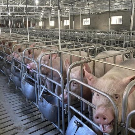 猪场冬季生物安全防控的核心要点