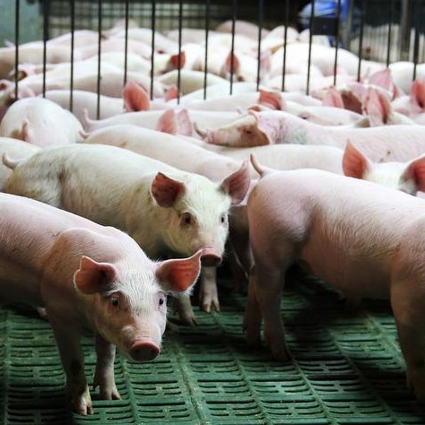 冬季猪场呼吸道疾病防控要点