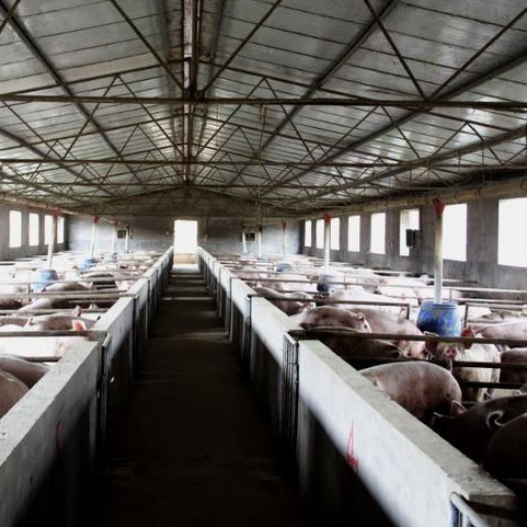 冬季猪场如何通风换气