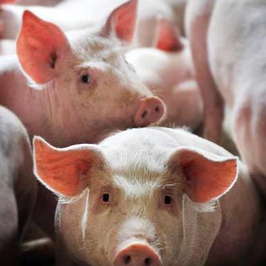 冬季猪场保温重点